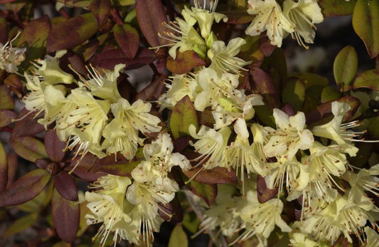 Zwergalpenrose 'Princess Anne' - Rhododendron hanceanum 'Princess Anne'