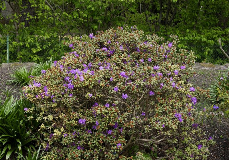 Zwergalpenrose 'Shamrock' - Rhododendron hanceanum 'Shamrock'