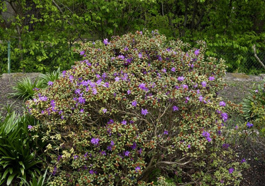 Zwergalpenrose 'Shamrock' - Rhododendron hanceanum 'Shamrock'