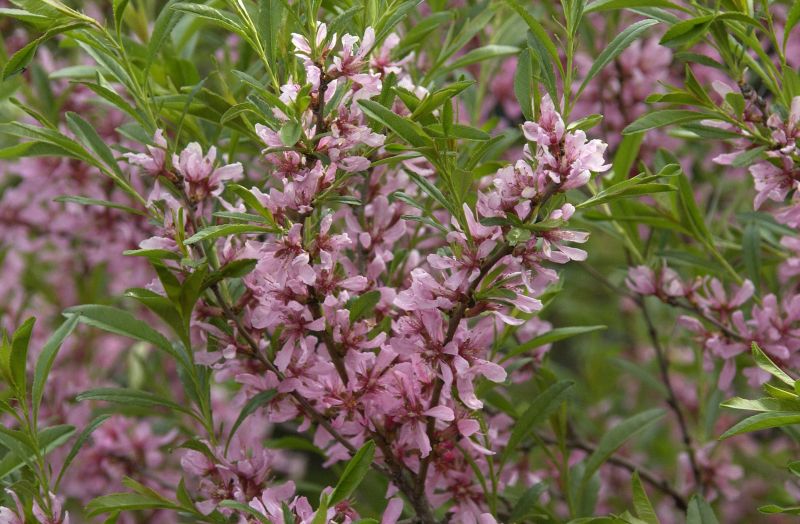 Zwergmandel 'Fire Hill' - Prunus tenella 'Fire Hill' CAC