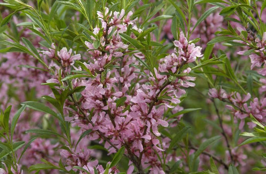 Zwergmandel 'Fire Hill' - Prunus tenella 'Fire Hill' CAC