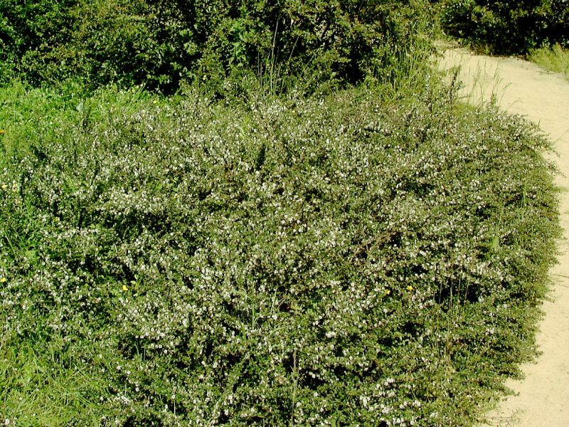 Zwergmispel 'Cochleatus' - Cotoneaster micro.'Cochleatus'