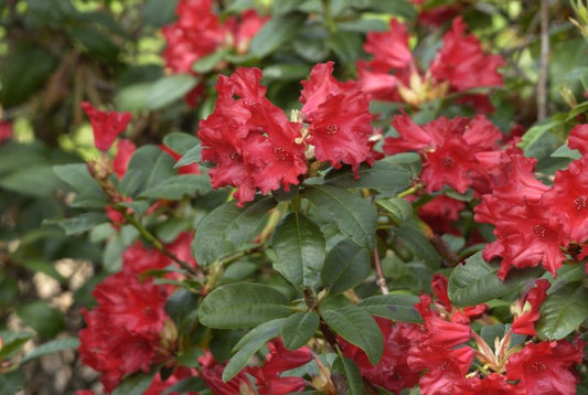 Zwergrhododendron 'Bad Eilsen' - Rhododendron repens 'Bad Eilsen'