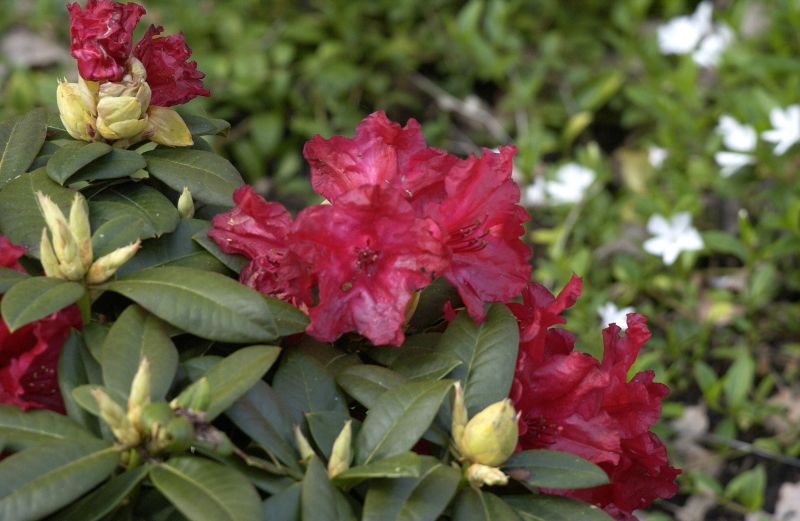 Zwergrhododendron 'Buketta' - Rhododendron repens 'Buketta'