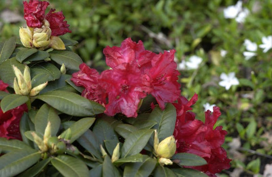 Zwergrhododendron 'Buketta' - Rhododendron repens 'Buketta'