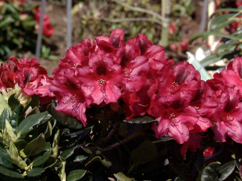 Zwergrhododendron 'Corinna' - Rhododendron repens 'Corinna'