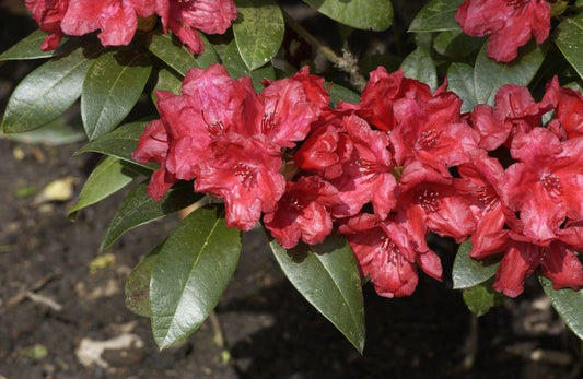 Zwergrhododendron 'Pumuckl' - Rhododendron repens 'Pumuckl'