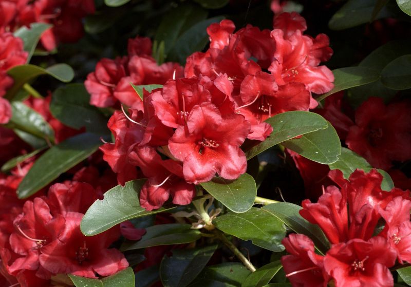 Zwergrhododendron 'Rotkäppchen' - Rhododendron repens 'Rotkäppchen'