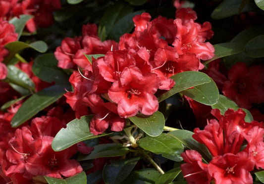Zwergrhododendron 'Rotkäppchen' - Rhododendron repens 'Rotkäppchen'