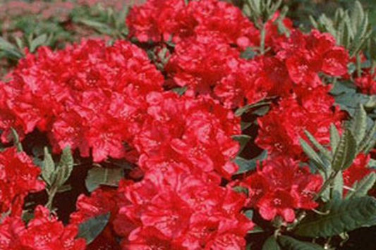 Zwergrhododendron 'Scarlet Wonder' - Rhododendron repens 'Scarlet Wonder'