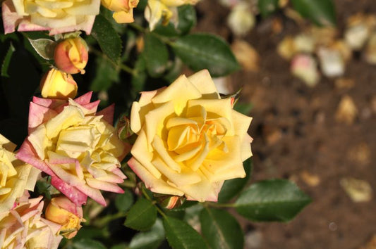 Zwergrose 'Little Sunset' ® LILLIPUT - Rosa 'Little Sunset' ® LILLIPUT Z