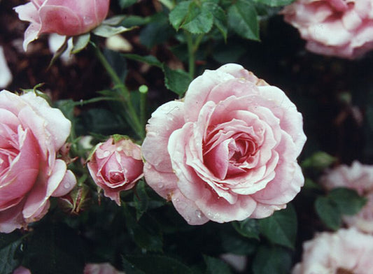 Zwergrose 'Pink Symphonie' ® - Rosa 'Pink Symphonie' ® Z