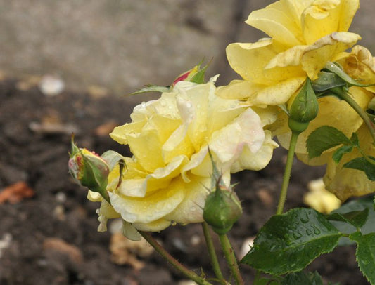 Zwergrose 'Sonnenröschen' ® ADR-Rose - Rosa 'Sonnenröschen' ® Z