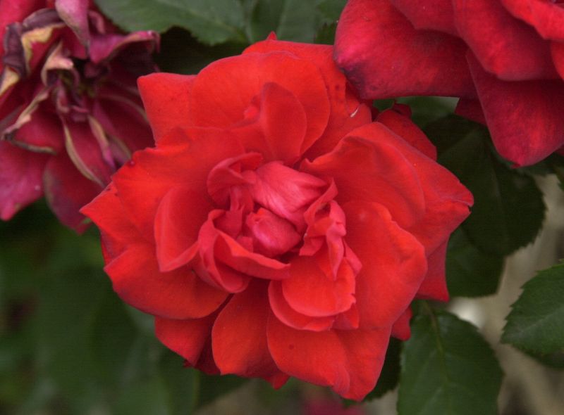Zwergrose 'Zwergenfee' ® - Rosa 'Zwergenfee' ® Z