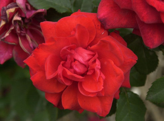 Zwergrose 'Zwergenfee' ® - Rosa 'Zwergenfee' ® Z