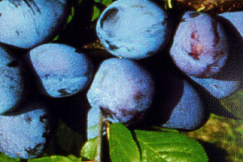 Zwetsche 'Jojo' -S- - Prunus domestica 'Jojo' -S- zert.vf