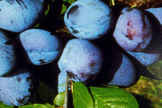 Zwetsche 'Jojo' -S- - Prunus domestica 'Jojo' -S- zert.vf