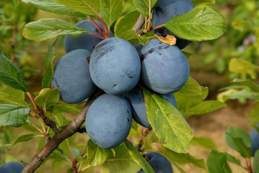 Zwetsche 'Tophit' -S- - Prunus dom.'Tophit' -S- CAC