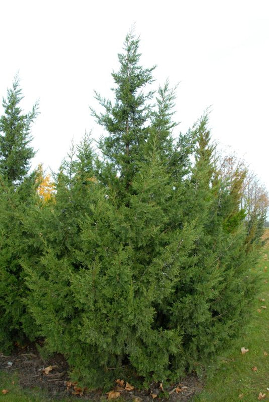 Zypressenwacholder 'Keteleeri' - Juniperus chin.'Keteleeri'